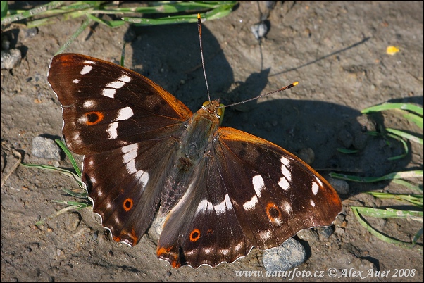 Apatura ilia