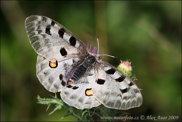Apollo Butterfly (Parnassius apollo)