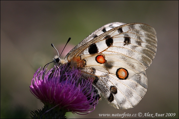 Apollo sommerfugl