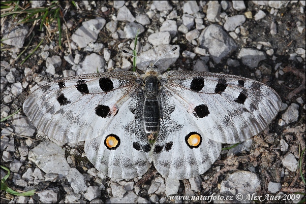 Apollosommerfugl