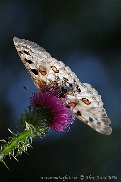 Apollosommerfugl