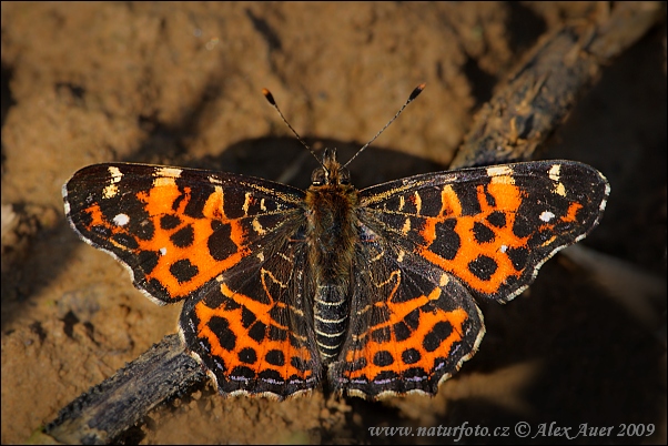 Araschnia levana levana f. levana