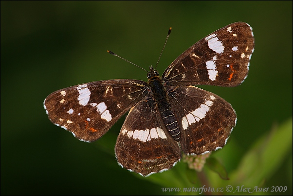 Araschnia levana levana f. prorsa