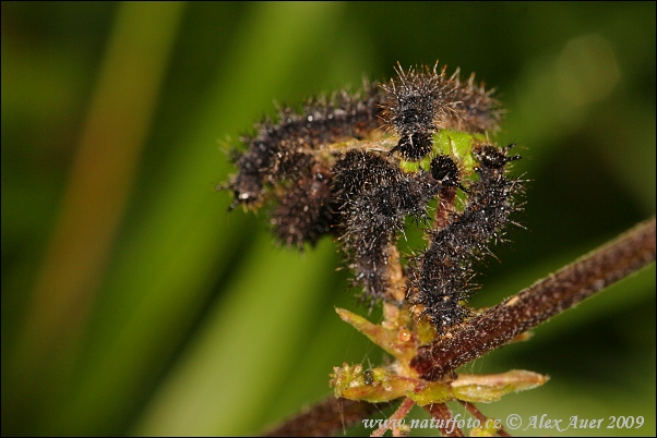 Araschnia levana