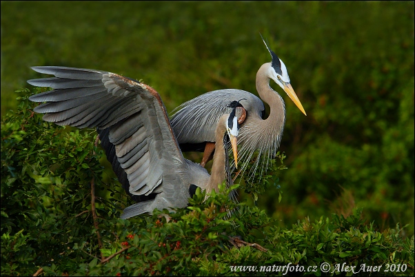 Ardea herodias