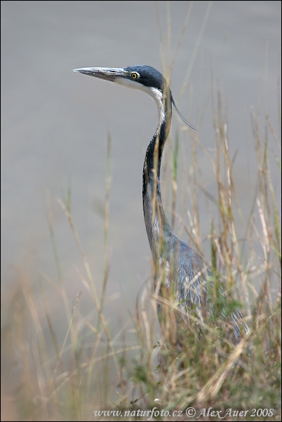 Ardea melanocephala