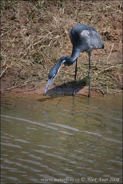 Ardea melanocephala