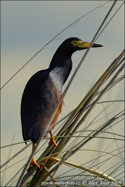 Ardeola rufiventris