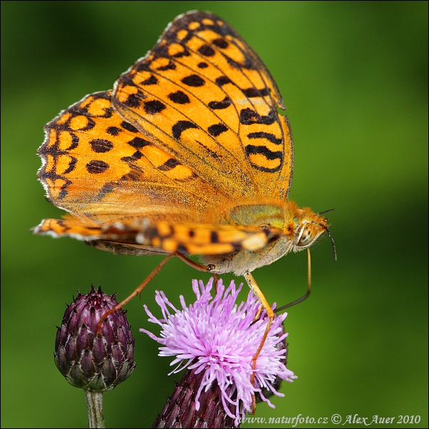 Argynnis adippe