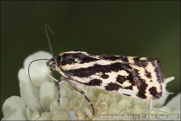 Arlequinette jaune