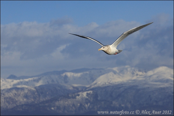 avià glauc