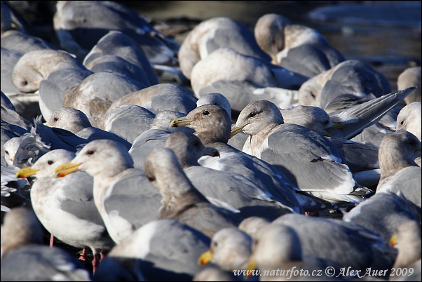 avià glauc