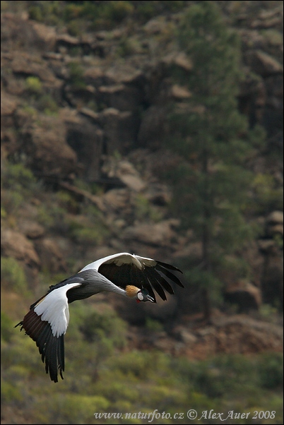 Balearica regulorum