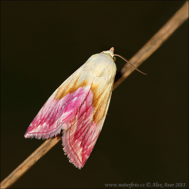 Beautiful Marbled (Eublemma purpurina)