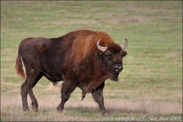 Bison bonasus