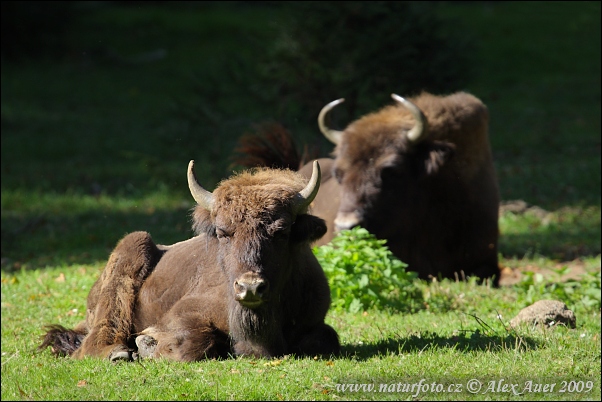 Bison d'Europe