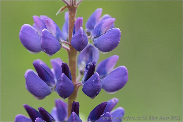 Blomsterlupin