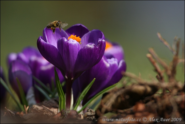 Bonte krokus