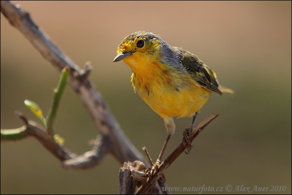 Bosquerola groga