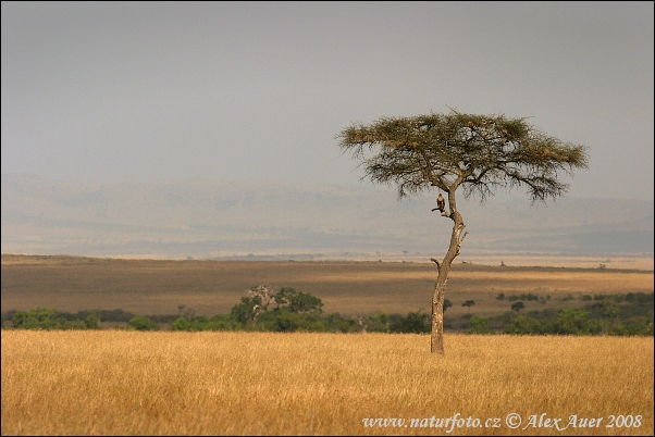 Botswana Photos, Botswana Images, Nature Wildlife Pictures | NaturePhoto