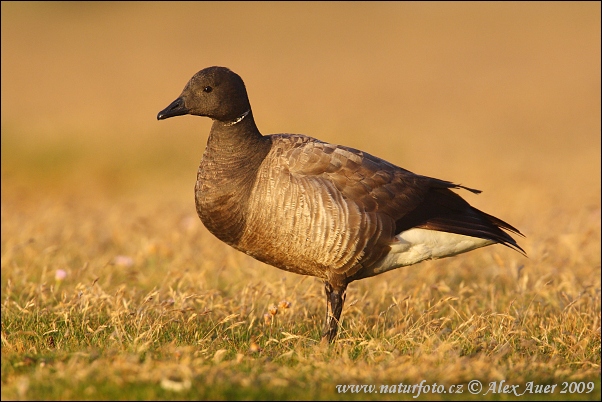 Branta bernicla