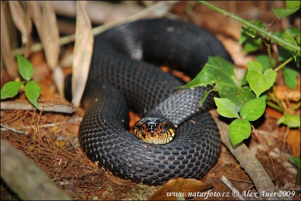 Broad Banded Water Snake (Nerodia fasciata)