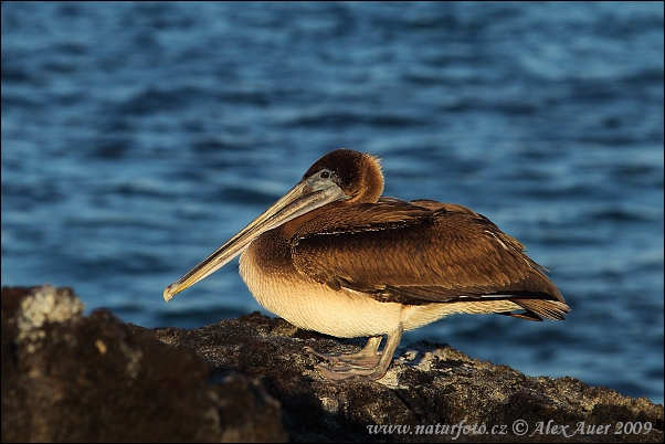 Brown Pelican (Pelecanus occidentalis urinator)
