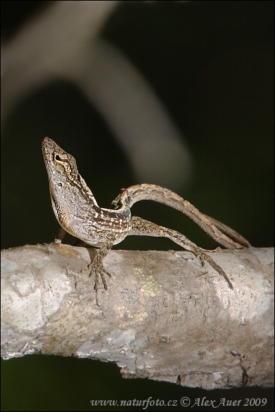 Bruine anolis