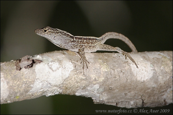 Bruine anolis