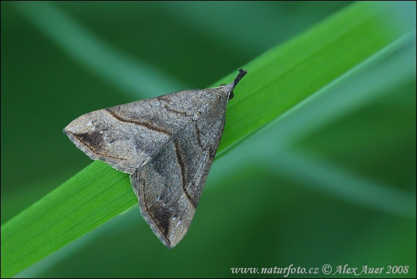 Brunstreckat näbbfly