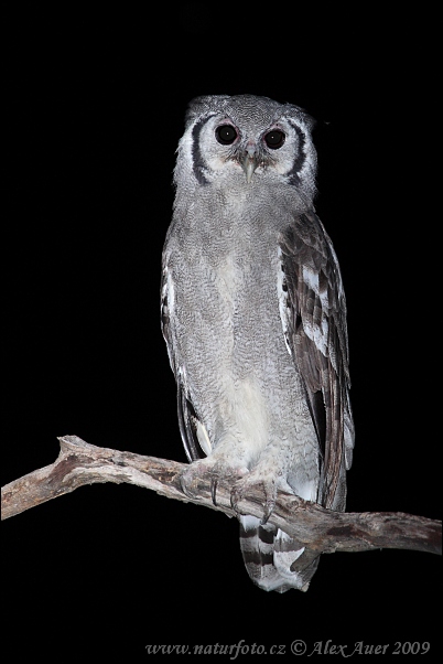 Bubo lacteus