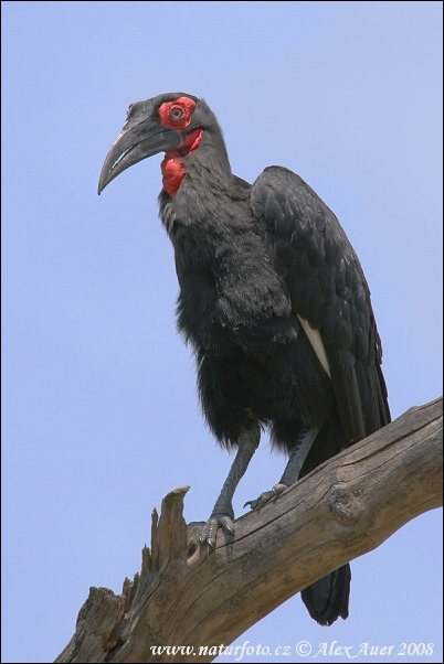 Bucorvus leadbeateri