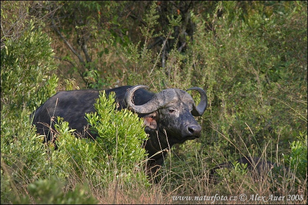 Buffle d'Afrique