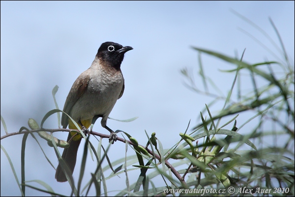 Bulbul d'Arabie