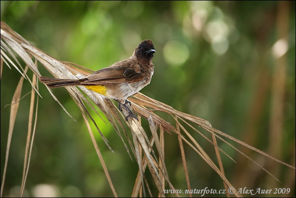 Bulbul des jardins