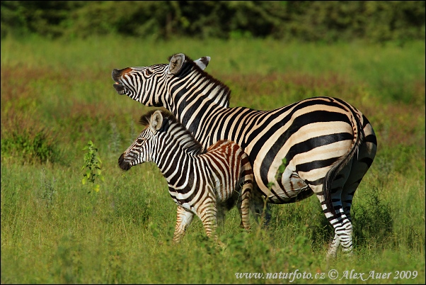 Burchells Zebra (Equus quagga burchellii)