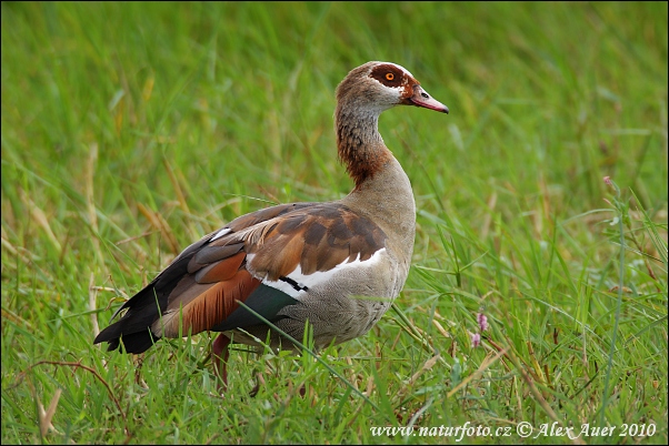 Burung Angsa Mesir