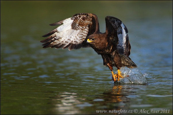 Burung Lang Gempal