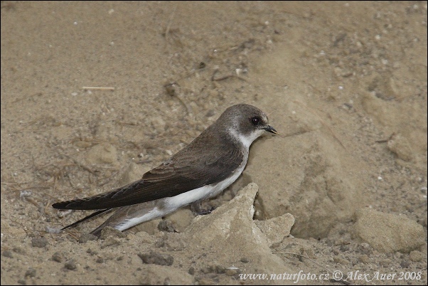 Burung Layang-layang Awan