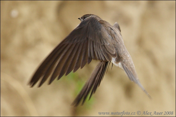 Burung Layang-layang Awan