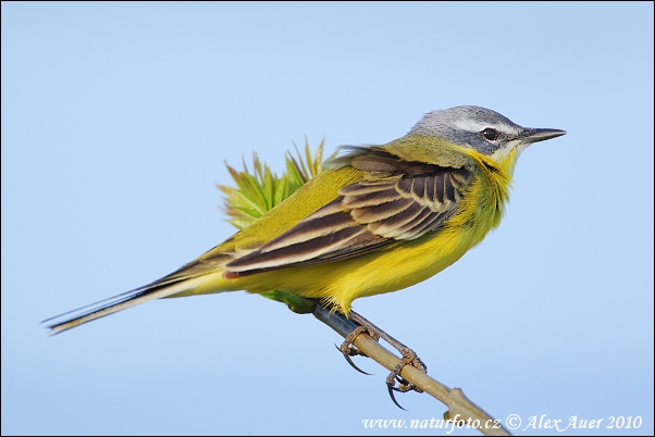 Burung Pipit Kuning