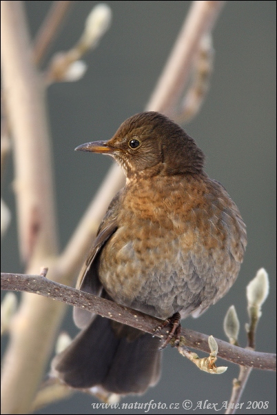 Burung sikatan hitam