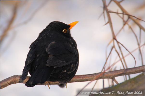 Burung sikatan hitam