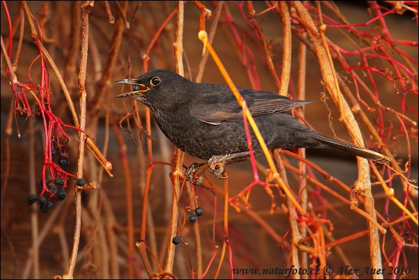 Burung sikatan hitam