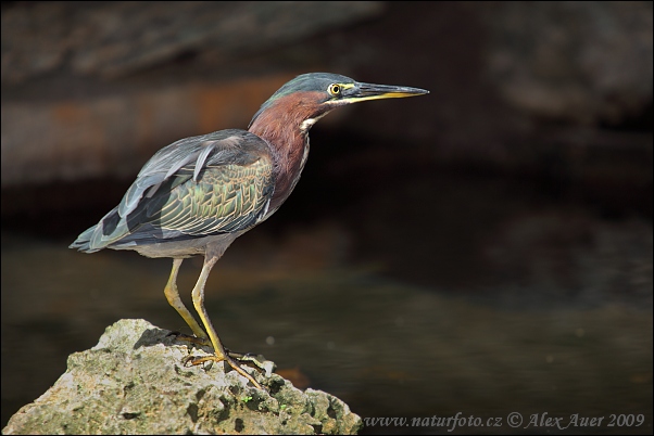 Butorides virescens