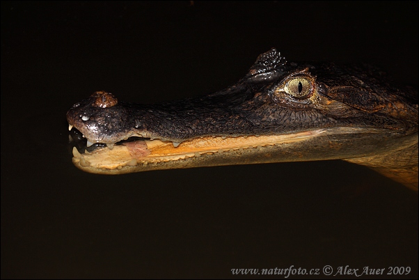 Caiman crocodilus