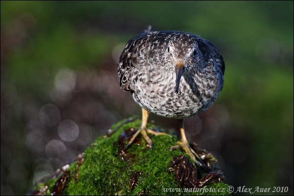 Calidris maritima