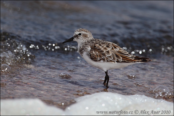 Calidris minuta