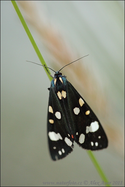 Callimorpha dominula