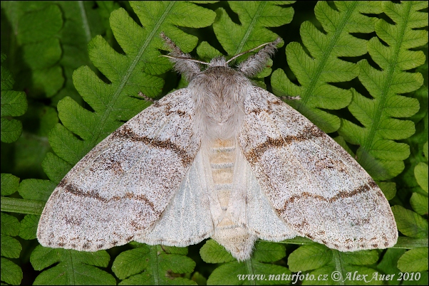 Calliteara pudibunda